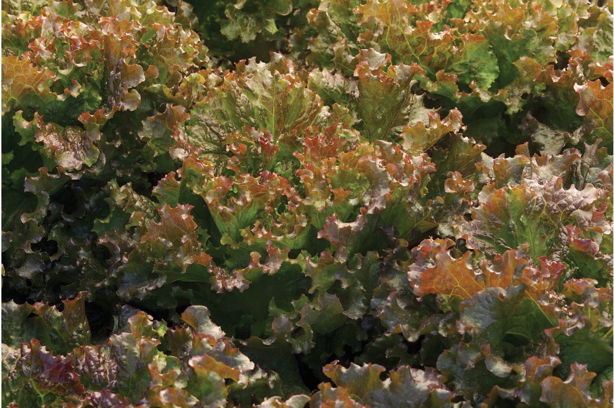 Ruby Sky – Lettuce Seed